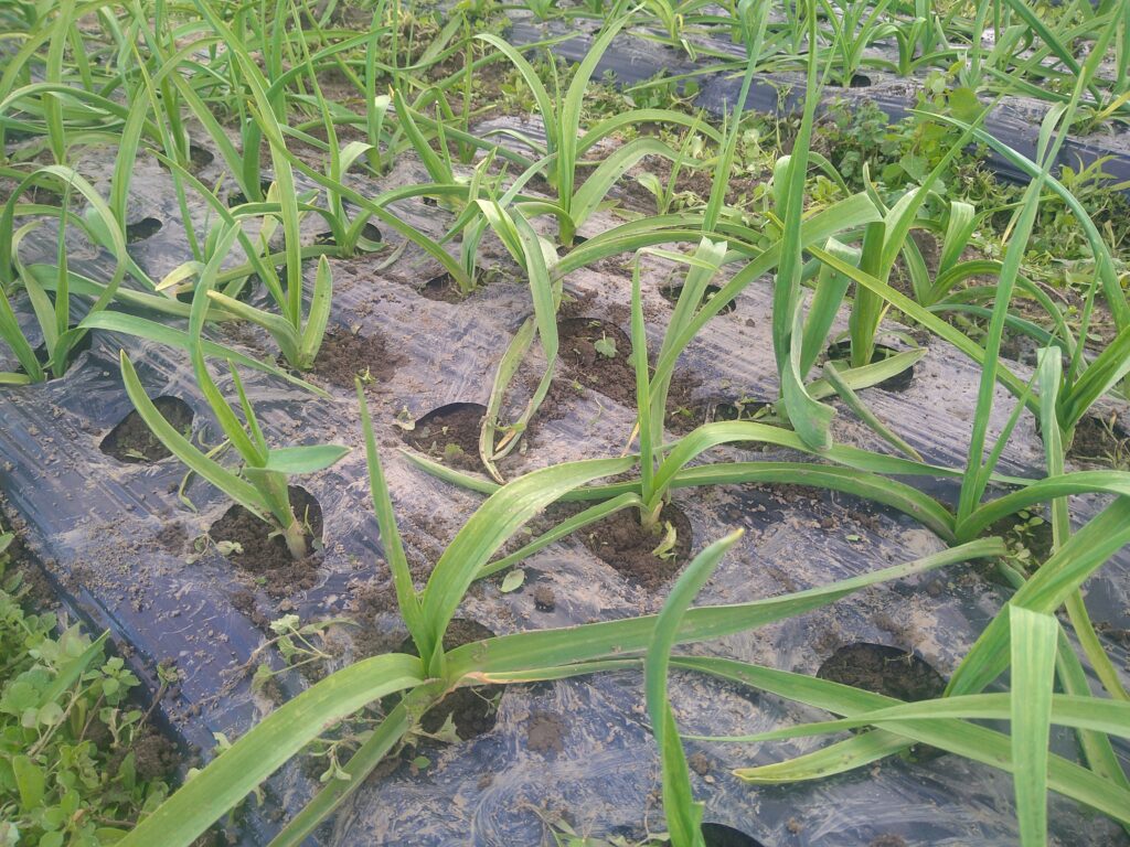 除草後のにんにく