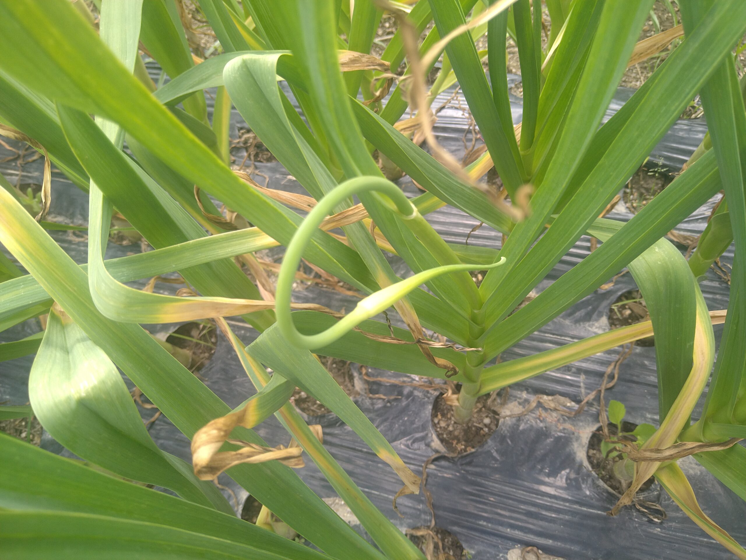 R...jgdにんにく栽培終了 にんにく栽培、最後の直線！ – Farm 丘の上の風見鶏